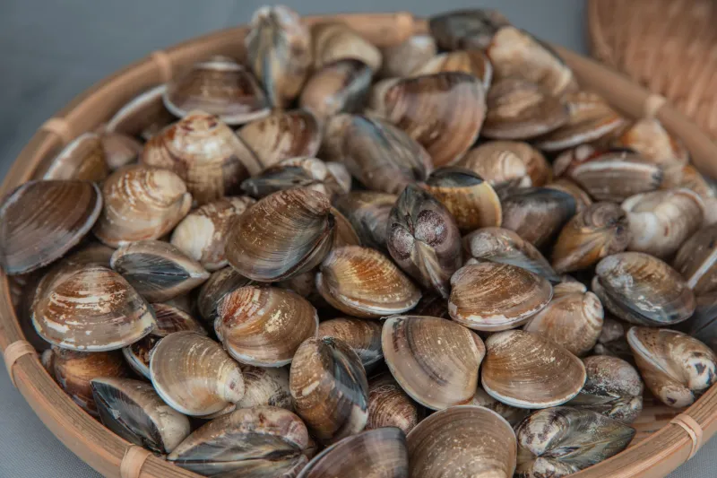 Eating with the Calendar: Japan's Seasonal Ingredient Philosophy and What It Means for Your Table Today