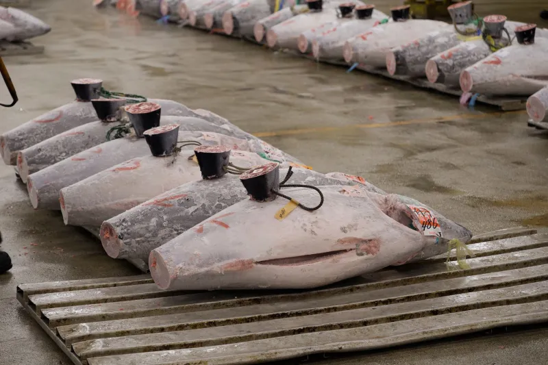 Held to a Higher Standard: What Japanese Seafood Sourcing Reveals About American Expectations